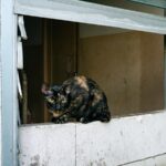 Tortoiseshell cat with yellow eyes sitting on concrete window ledge - Urban stray cat portrait in building opening