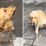 Golden Retriever não pode incluir alegria para passear – e então descobre desonestidade