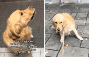 Golden Retriever não pode incluir alegria para passear – e então descobre desonestidade Golden Retriever não pode incluir alegria para passear – e então descobre desonestidade