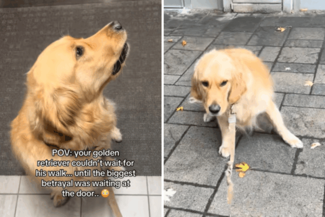 Golden Retriever não pode incluir alegria para passear – e então descobre desonestidade 

