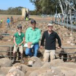 Grande salto nos preços das ovelhas para a venda anual do circuito deste ano no Wheatbelt