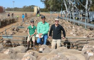 Grande salto nos preços das ovelhas para a venda anual do circuito deste ano no Wheatbelt Grande salto nos preços das ovelhas para a venda anual do circuito deste ano no Wheatbelt