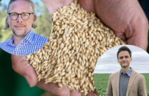 Grandes colheitas em todo o mundo: volumes globais de grãos empurram os preços para o nível mais baixo em cinco anos Grandes colheitas em todo o mundo: volumes globais de grãos empurram os preços para o nível mais baixo em cinco anos