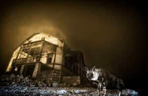 Hiena assombrada vence concurso de fotógrafo profissional de animais selvagens do ano Besouro e caminhão madeireiro