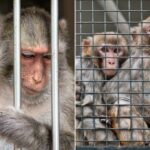 Homem de Nova Jersey condenado por servir como homem de dinheiro por trás de vídeos doentios de “esmagamento de macacos”
