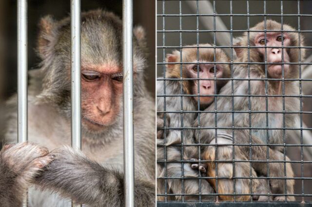Homem de Nova Jersey condenado por servir como homem de dinheiro por trás de vídeos doentios de “esmagamento de macacos”

