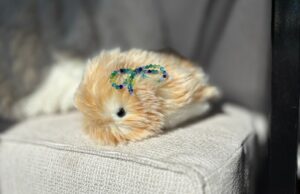 Investi um mês vivendo com um animal de IA de US$ 430, o Casio Moflin Investi um mês vivendo com um animal de IA de US$ 430, o Casio Moflin