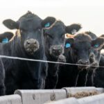JBS se prepara para o aumento da demanda por animais alimentados com grãos com regra de vacinação para Angus