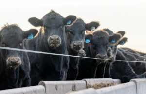 JBS se prepara para o aumento da demanda por animais alimentados com grãos com regra de vacinação para Angus JBS se prepara para o aumento da demanda por animais alimentados com grãos com regra de vacinação para Angus