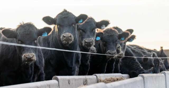 JBS se prepara para o aumento da demanda por animais alimentados com grãos com regra de vacinação para Angus


