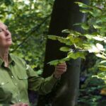 Jane Goodall, Guardian and Monkey Scientist, morta aos 91