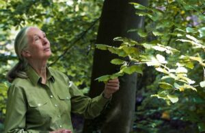 Jane Goodall, Guardian and Monkey Scientist, morta aos 91 Jane Goodall, Guardian and Monkey Scientist, morta aos 91