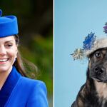 Royal Milliner que desenhou chapéus para Kate Middleton e Meghan Markle lança calendário Haute Dogs 2026 para ajudar a abrigar animais de estimação