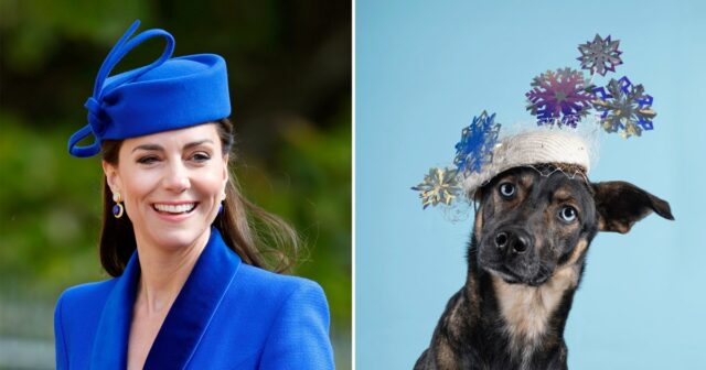 Royal Milliner que desenhou chapéus para Kate Middleton e Meghan Markle lança calendário Haute Dogs 2026 para ajudar a abrigar animais de estimação