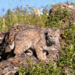 Kittycat abandonado aparece no deck do dono da casa – depois disso eles entendem o que é