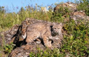 Kittycat abandonado aparece no deck do dono da casa – depois disso eles entendem o que é Kittycat abandonado aparece no deck do dono da casa – depois disso eles entendem o que é