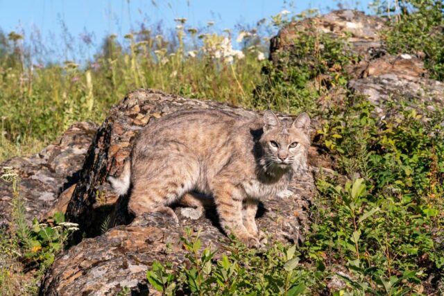 Kittycat abandonado aparece no deck do dono da casa – depois disso eles entendem o que é 

