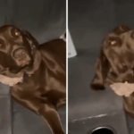 Labrador permite que gatinhos saiam para a cama- rede obcecada com resultados