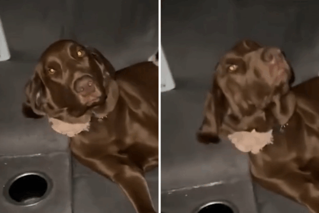 Labrador permite que gatinhos saiam para a cama- rede obcecada com resultados 

