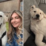 Lady deixa o Golden Retriever sozinho- Video Video de Web Cam de Pet Dog Banga seu coração