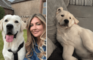 Lady deixa o Golden Retriever sozinho- Video Video de Web Cam de Pet Dog Banga seu coração Lady deixa o Golden Retriever sozinho- Video Video de Web Cam de Pet Dog Banga seu coração