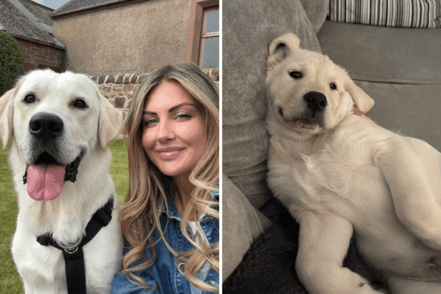 Lady deixa o Golden Retriever sozinho- Video Video de Web Cam de Pet Dog Banga seu coração 

