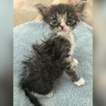 Kitten with big eyes and straggly fur