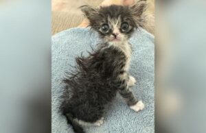 Lady salva o minúsculo gatinho ‘Gremlin’ – não planejado para o que ela se tornará Kitten with big eyes and straggly fur