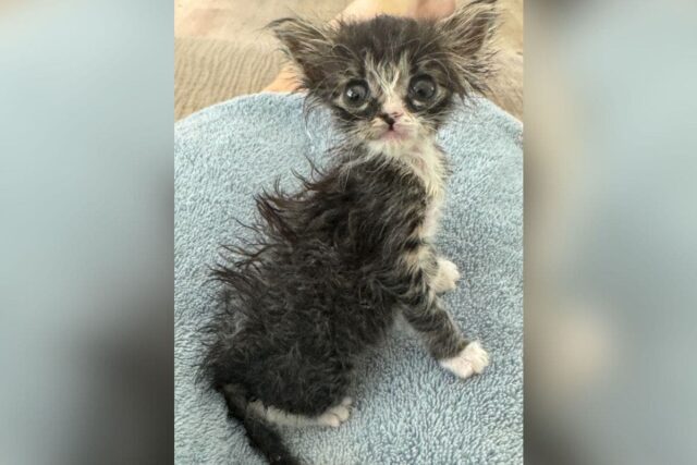 Kitten with big eyes and straggly fur
