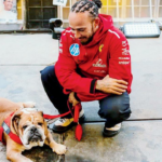 Lewis Hamilton lamenta a morte de Roscoe, seu animal canino