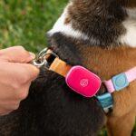 Life360 investe diretamente na tecnologia de cães de estimação com o lançamento de um novo rastreador GPS