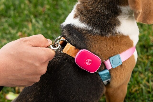 Life360 investe diretamente na tecnologia de cães de estimação com o lançamento de um novo rastreador GPS 

