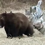 Lobos assediam o urso pardo de Yellowstone.