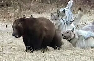 Lobos de Yellowstone unem forças contra urso pardo na luta pela carcaça Lobos assediam o urso pardo de Yellowstone.