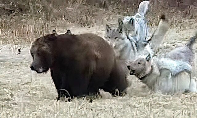 Lobos de Yellowstone unem forças contra urso pardo na luta Lobos assediam o urso pardo de Yellowstone.