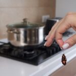 Locatário descobre baratas mortas em casa, assustadoras a serviço do proprietário
