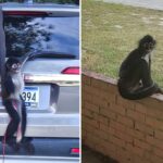Ava, o macaco-aranha pendurado na traseira de um SUV prateado.