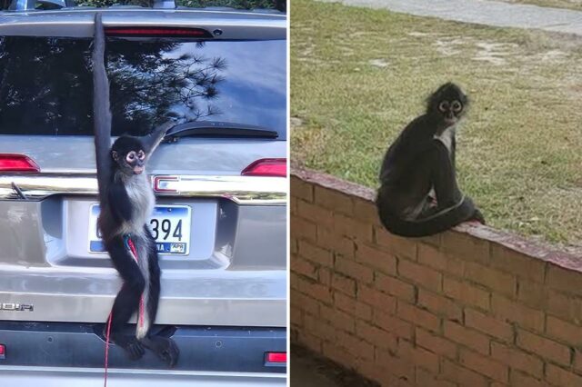 Ava, o macaco-aranha pendurado na traseira de um SUV prateado.