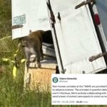 Macacos inocentes mortos depois que policiais do Mississippi foram erroneamente informados de que eram perigosos e infectados com DSTs