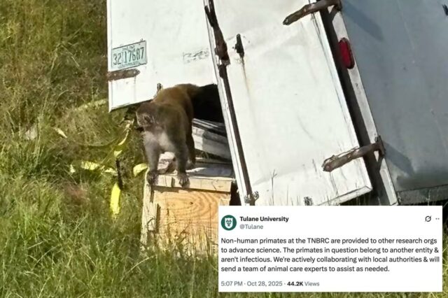 Macacos inocentes mortos depois que policiais do Mississippi foram erroneamente informados de que eram perigosos e infectados com DSTs

