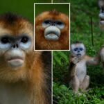 Macacos raros da China estreiam na Europa em gesto diplomático peludo