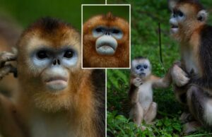 Macacos raros da China estreiam na Europa em gesto diplomático peludo Macacos raros da China estreiam na Europa em gesto diplomático peludo