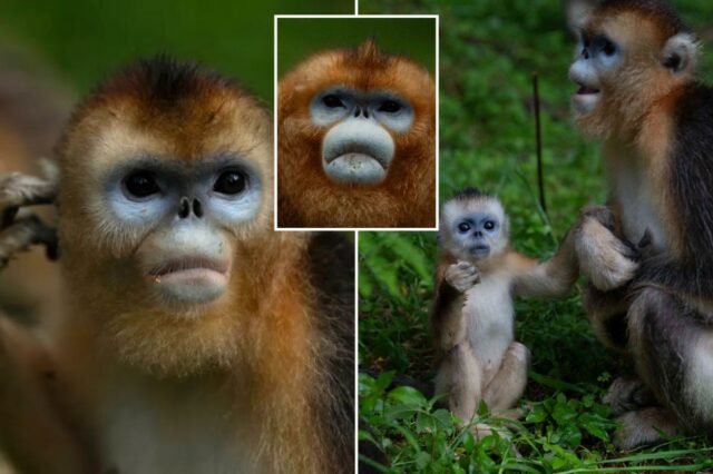 Macacos raros da China estreiam na Europa em gesto diplomático Macacos raros da China estreiam na Europa em gesto diplomático peludo