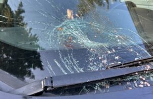 ‘Me assustei muito’: Deixar cair o peixe estilhaça Sask. pára-brisa feminino Uma grande águia voando logo acima de um lago parcialmente congelado. Nas suas garras está um peixe de tamanho médio.