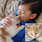 Zayin Berry, 9 anos, interveio para salvar um gatinho que estava sendo jogado por um grupo de crianças mais velhas “como se fosse uma bola de futebol”.