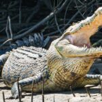 Menino no hospital após relato de ataque de crocodilo em Queensland