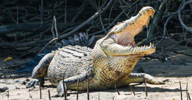 Menino no hospital após relato de ataque de crocodilo em Menino no hospital após relato de ataque de crocodilo em Queensland