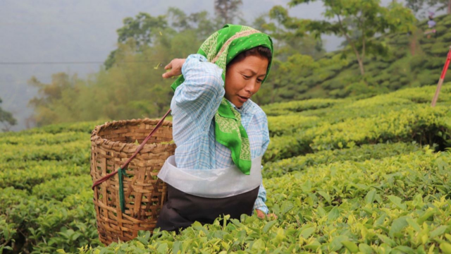 Mercado de chá de Darjeeling seriamente influenciado por deslizamentos de terra e chuvas constantes 

