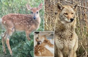 Michigan está sob ataque para o plano de eutanásia de filhotes não soltáveis, amendoim e coiote, Kota Michigan está sob ataque para o plano de eutanásia de filhotes não soltáveis, amendoim e coiote, Kota