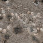 315 pilhas de restos mortais cremados foram encontradas perto da remota cidade de Searchlight, cerca de uma hora fora de Las Vegas, em 28 de julho.